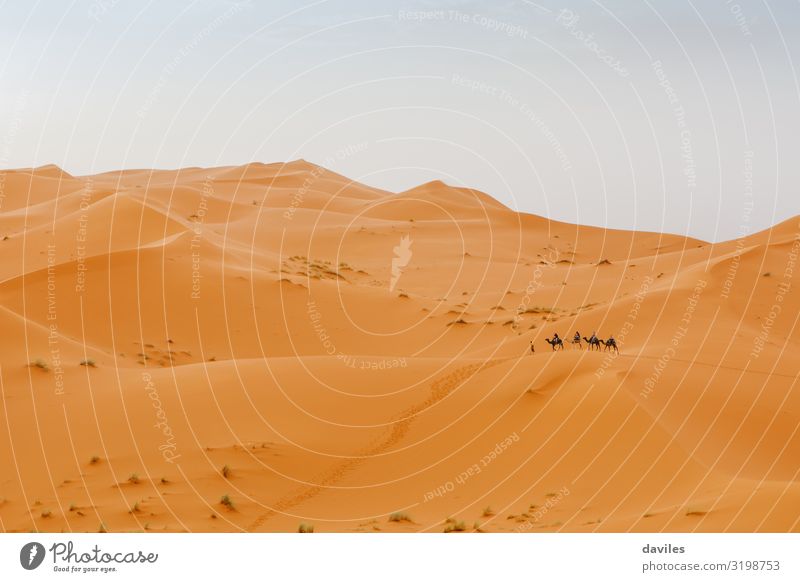 Wunderschöne Wüstenlandschaft und Karawane von Kamelen, die die Szene im Hintergrund durchqueren. Abenteuer Afrika Afrikanisch Tier arabisch Beduinen blau Camel