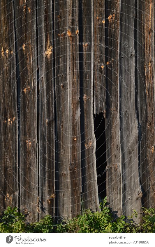 Holzwand mit Loch | Trash 2020 Wand draußen Durchgang Geheimgang Lücke durch durchschauen durchsehen durchschlüpfen Eingang Ausgang geheim versteckt Versteck