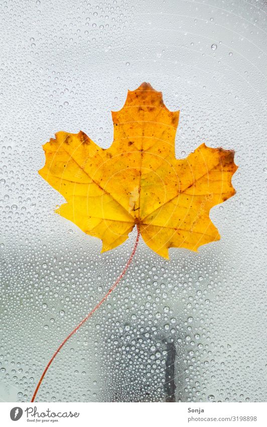 Fensterscheibe mit gelben Blatt und Regentropfen Lifestyle Wassertropfen Herbst Winter Klimawandel schlechtes Wetter dunkel nass natürlich Gefühle Einsamkeit