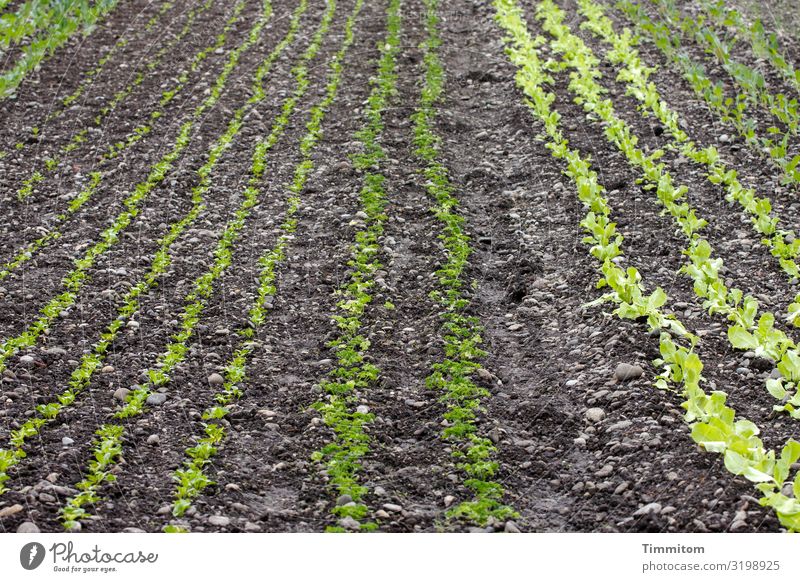 AST 7 | Ergebnisse zählen Lebensmittel Gemüse Salat Salatbeilage Ernährung Umwelt Natur Pflanze Erde Feld Wachstum natürlich grün schwarz Landwirtschaft