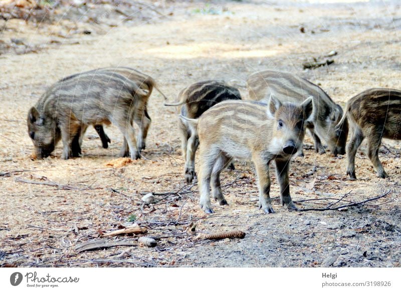 neugierige Frischlinge suchen Futter auf einem Waldweg Umwelt Natur Tier Erde Frühling Schönes Wetter Wildtier Wildschwein Tiergruppe Tierjunges Blick stehen