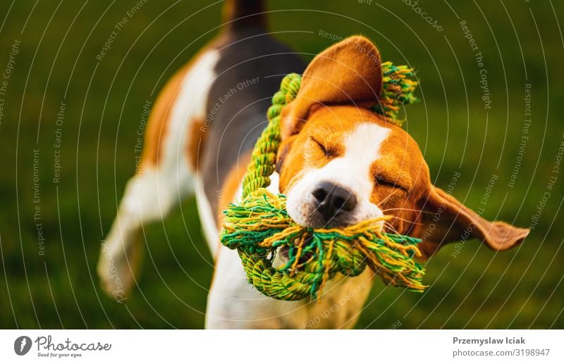 Beagle-Hund springt und rennt mit einem Spielzeug auf die Kamera zu Aktion aktiv Aktivität Beweglichkeit Tier sportlich herbringen Eckzahn niedlich Energie