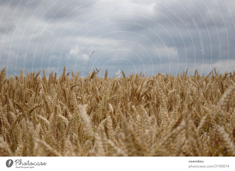Getreidefeld vor grauen Wolken Lebensmittel Teigwaren Backwaren Brot Kohlenhydrate Ernährung Bioprodukte Vegetarische Ernährung Gesunde Ernährung Allergie