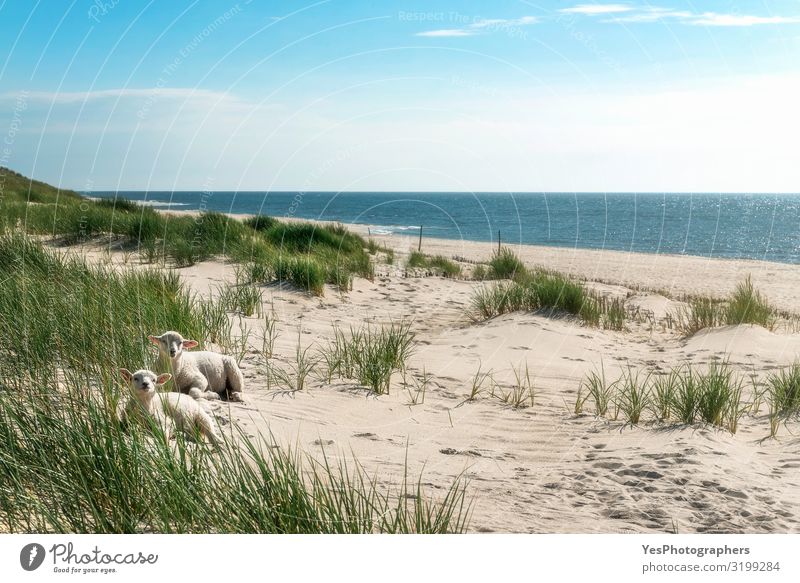 Sommerliche Strandlandschaft mit hohem Gras und Lämmern an der Nordsee Ferien & Urlaub & Reisen Sommerurlaub Sonne Sonnenbad Insel Natur Landschaft Tier Sand