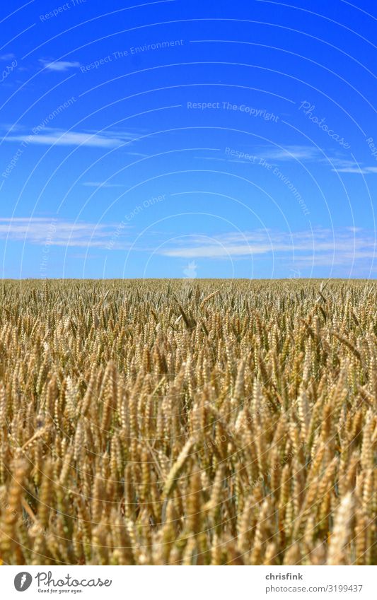 Kornfeld mit blauem Himmel Lebensmittel Getreide Umwelt Natur Landschaft Pflanze Luft Horizont Sommer Nutzpflanze Feld Blühend Duft füttern mehrfarbig Ernte