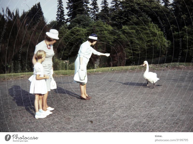 Lockstoff feminin Mädchen Frau Erwachsene 3 Mensch Umwelt Natur Landschaft Schönes Wetter Wald Wege & Pfade Vogel Schwan 1 Tier beobachten füttern Blick stehen