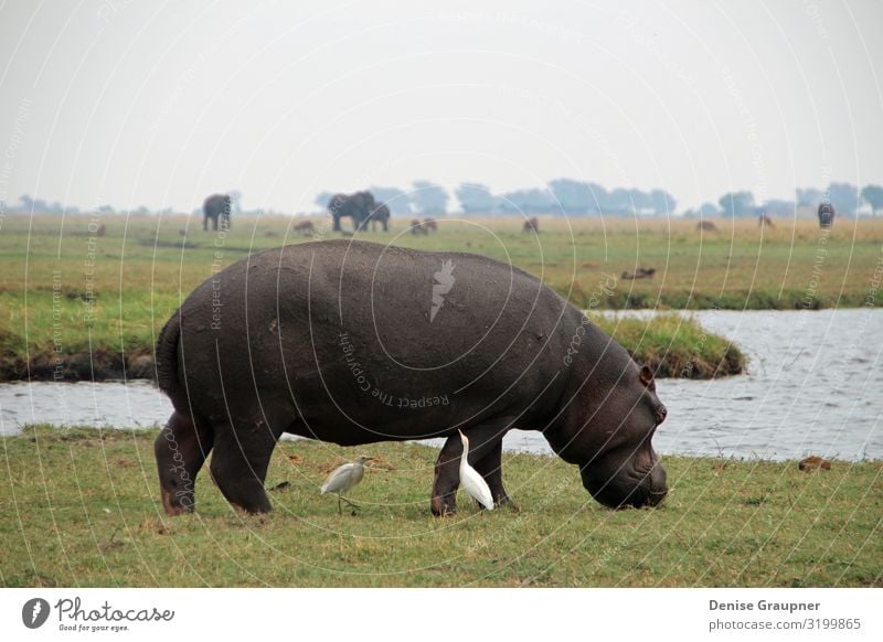 Hippo in Chobe National Park in Botswana Getränk Ferien & Urlaub & Reisen Tourismus Abenteuer Safari Umwelt Natur Landschaft Klima Klimawandel Tier Wildtier