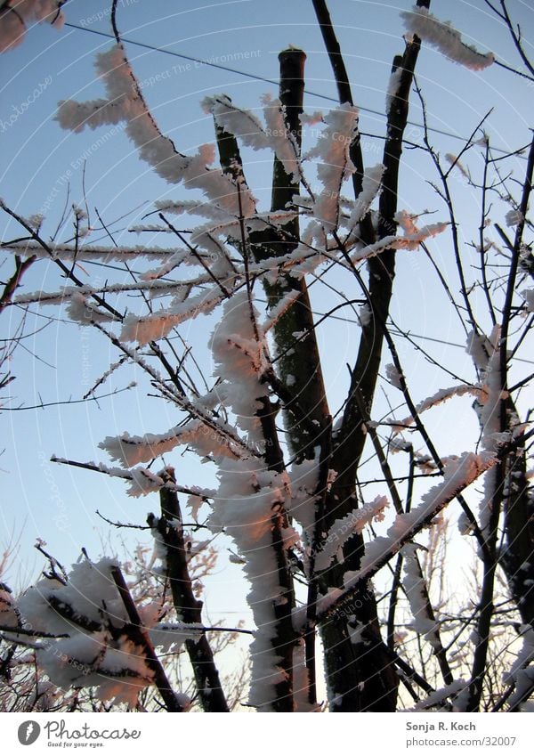 Väterchen Frost II Winter kalt Baum Sträucher Eis Ast Zweig