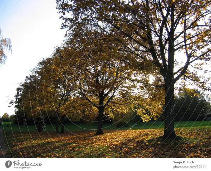 Goldener Herbst Baum Blatt mehrfarbig Sonne Schatten