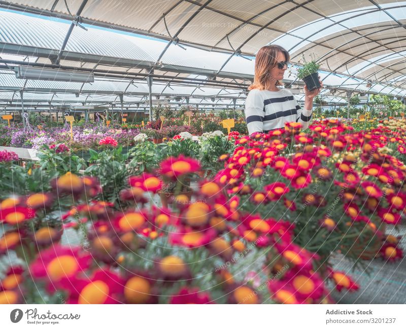 Weibchen studiert Blumen im Gewächshaus Frau Markt Pflanze Gärtner auserwählend Bodenbearbeitung Erwachsene Mensch hunkers Kniebeuge lernen Halt Kunde schön
