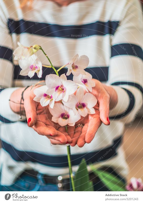 Weibchen mit schöner Orchidee in den Händen Frau Blume Hand weiß Überstrahlung natürlich Pflanze Erwachsene Mensch Halt Gartenarbeit Bodenbearbeitung Gartenbau