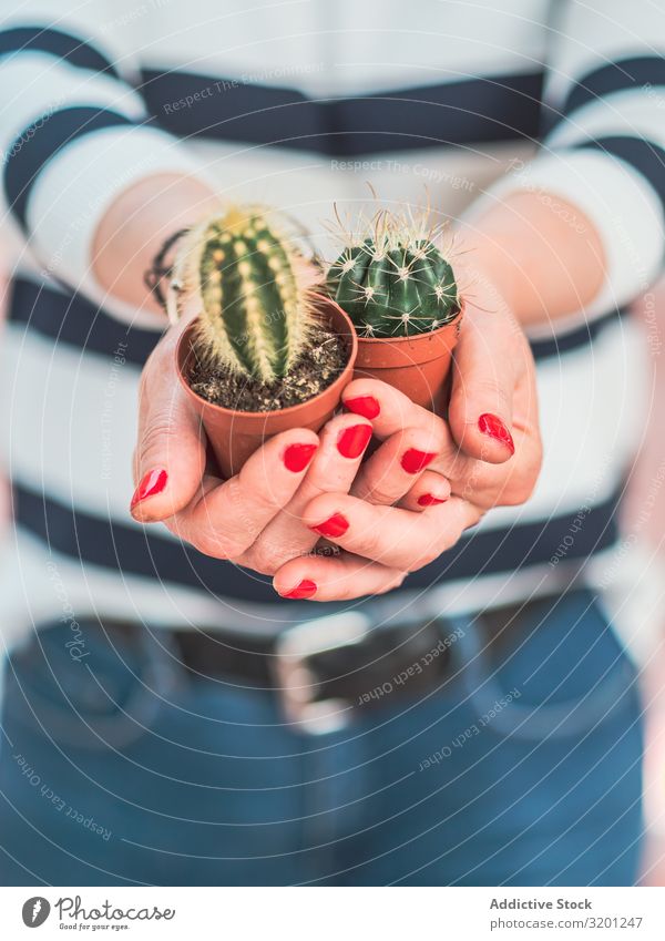 Weibchen mit kleinen Kakteen in den Händen Kaktus Pflanze Hand Frau rot Maniküre Topf Zimmerpflanze stachelig Erwachsene Mensch Halt grün Dorn Sukkulenten