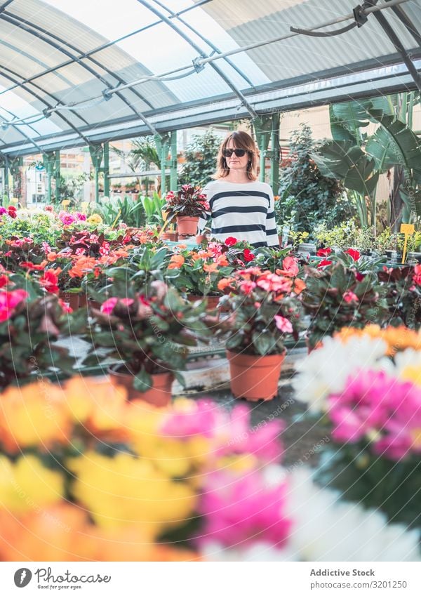 Weiblicher Kunde wählt Blumen im Gewächshaus Frau Karre kaufen Pflanze Überstrahlung Gartenarbeit Erwachsene Mensch stehen Putten auserwählend Handwagen schön