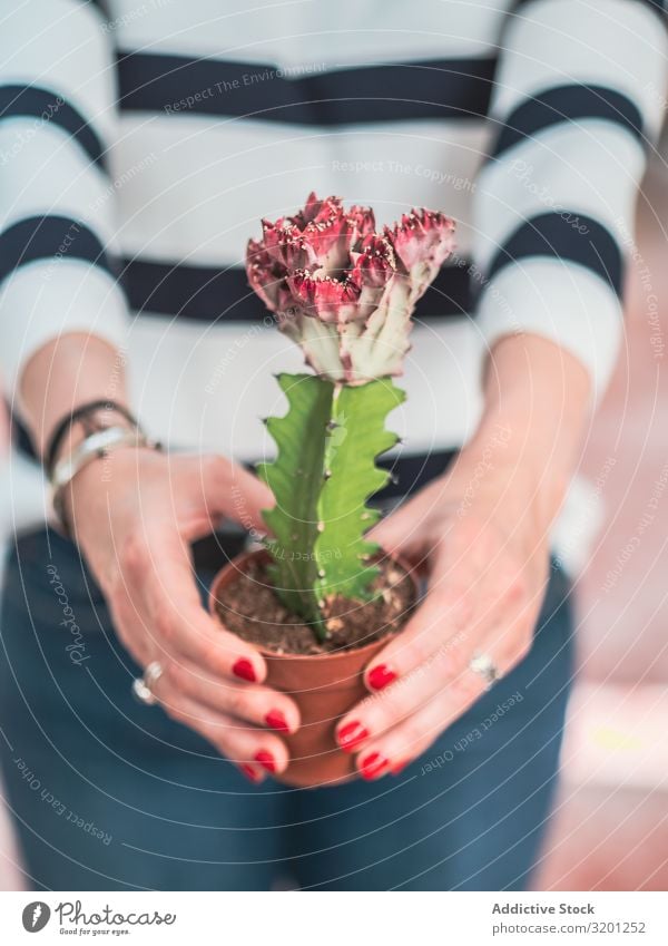 Weibliche Hände mit blühender Kaktuspflanze Blume Frau rot weiß Top eingetopft Pflanze grün stachelig schön Überstrahlung Erwachsene Mensch Maniküre Hand