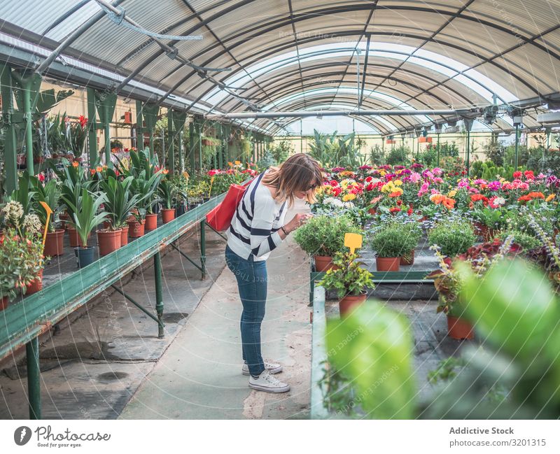 Frau wählt Pflanzen für den Garten auf dem Blumenmarkt grün zeigen Markt Gewächshaus Kunde Zimmerpflanze Erwachsene Mensch lässig stehen auserwählend