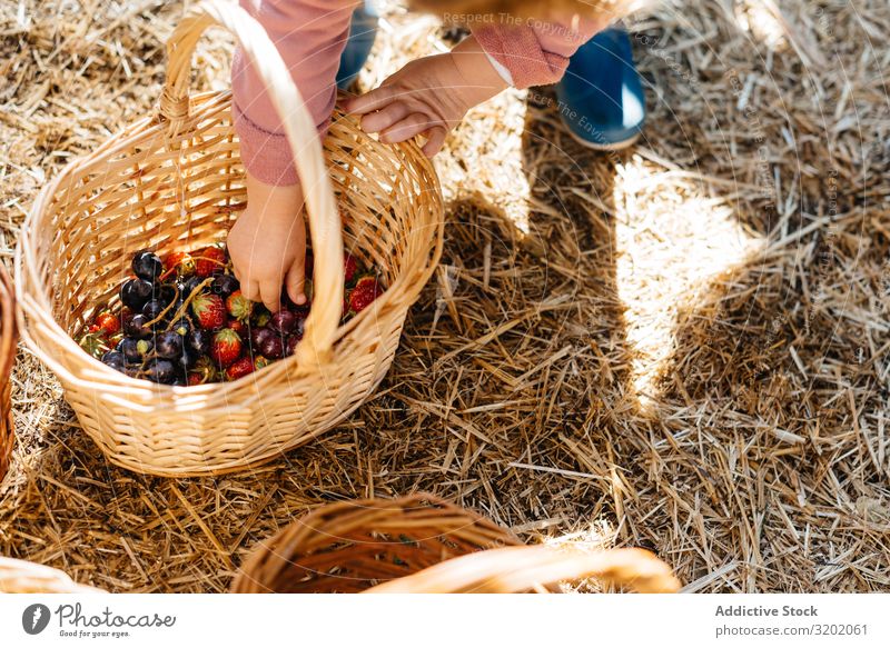 Kind pflückt Beeren im Weidenkorb Erdbeeren Korb Johannisbeeren Garten genießend Kommissionierung Pflanze grün Natur organisch Landwirtschaft niedlich Ernte