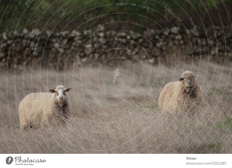 Schafe (Ovis aries). Valverde. El Hierro. Kanarische Inseln. Spanien. Tier Gras Nutztier Natur Tiere Kanaren heimisch domestiziert trocknen Fauna Küchenkräuter