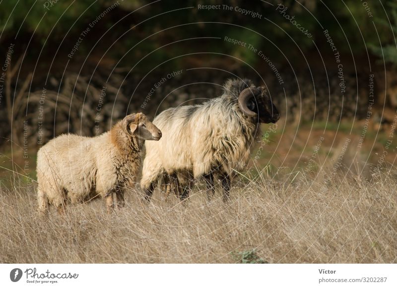 Schafe (Ovis aries). Valverde. El Hierro. Kanarische Inseln. Spanien. Tier Nutztier 2 Tierpaar Natur Tiere Kanaren heimisch domestiziert Fauna Viehbestand