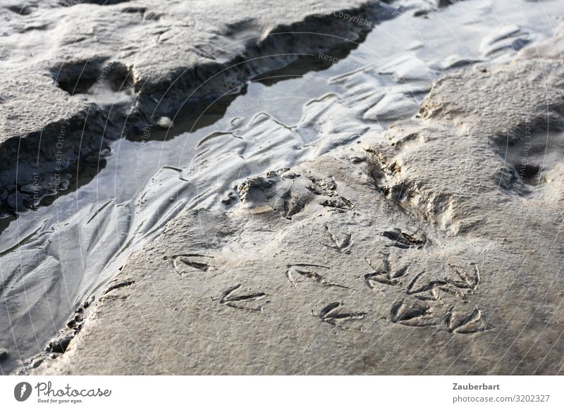 Wattenmeer / Spuren einer Möwe im Sand Meer Natur Wasser Nordsee Priel Fährte beobachten nass natürlich grau achtsam Umweltschutz Wege & Pfade Farbfoto