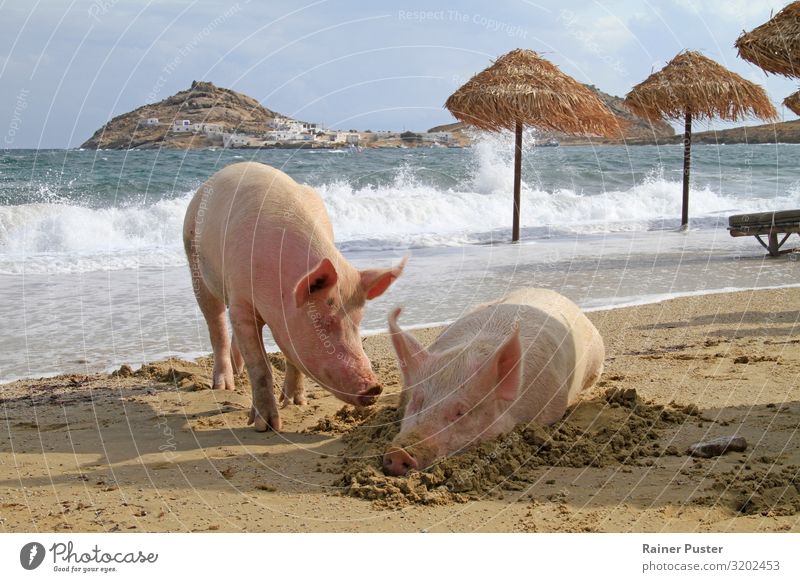 Zwei Schweine entspannen am Strand Wellness harmonisch Zufriedenheit Erholung ruhig Kur Spa Ferien & Urlaub & Reisen Sommer Sommerurlaub Sonnenbad Meer