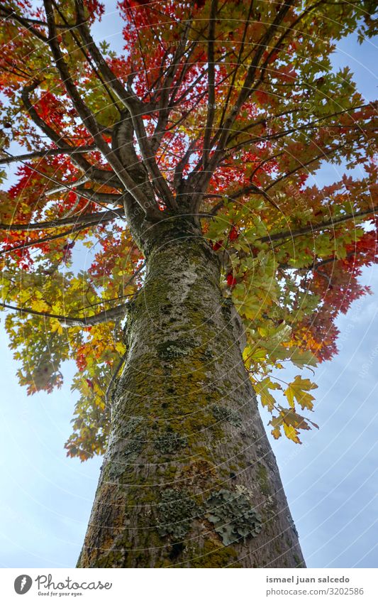 Baum mit Herbstfarben in der Herbstsaison Ast Blatt braun gelb rot Natur natürlich Jahreszeiten abstrakt Konsistenz Außenaufnahme Hintergrund neutral