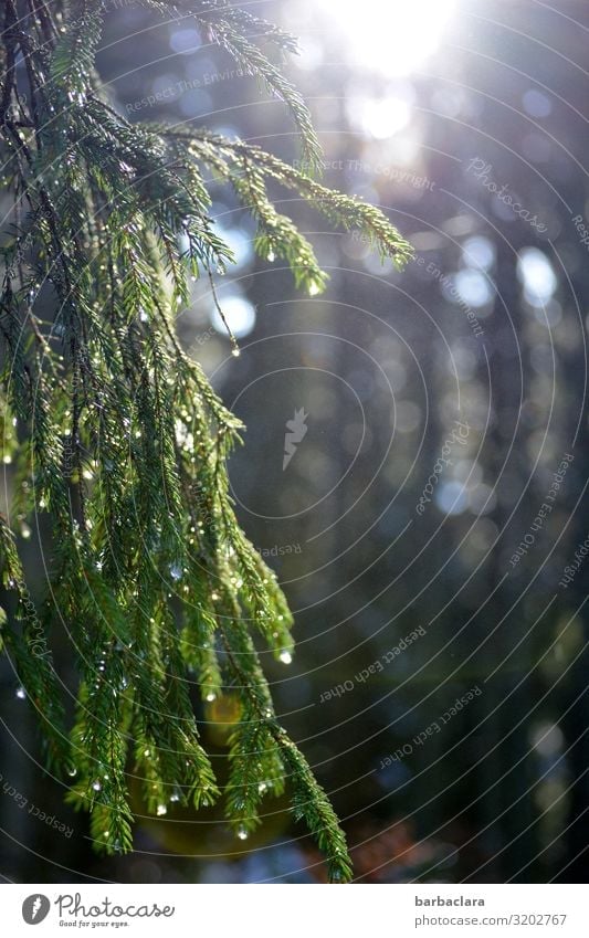 Im Wald Bäume Natur Sonnenlicht grün ruhig tröpfchen glitzern Luft Schwarzwald Tanne Umwelt Klima