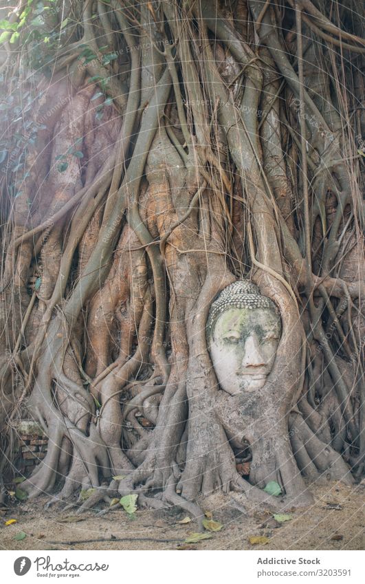 Mit Baumwurzeln bedecktes Buddha-Gesicht Wurzel Statue bewachsen antik Skulptur überdeckt verstecken Thailand Stein alt Religion & Glaube Wachstum Leben Tempel