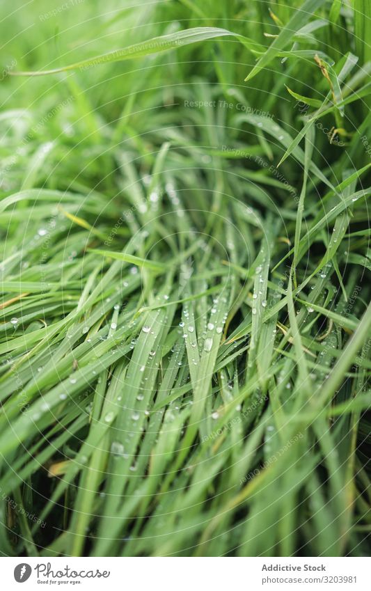 Üppiges frisches Gras in frischem Tau grün anschaulich Natur Rasen Wachstum Morgen Pflanze Wasser Tropfen Wiese hell Frühling Lebensfreude Beautyfotografie nass