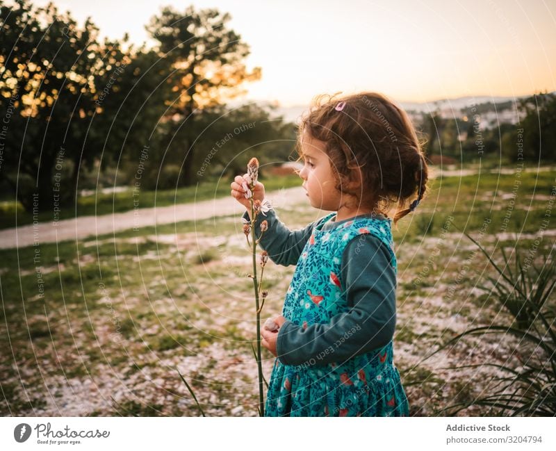 Süßes kleines Mädchen studiert Blume im Park lernen niedlich reizvoll Blick entzückt Aufmerksamkeit fokussieren Kleinkind Sonnenuntergang verblüfft schön Kind