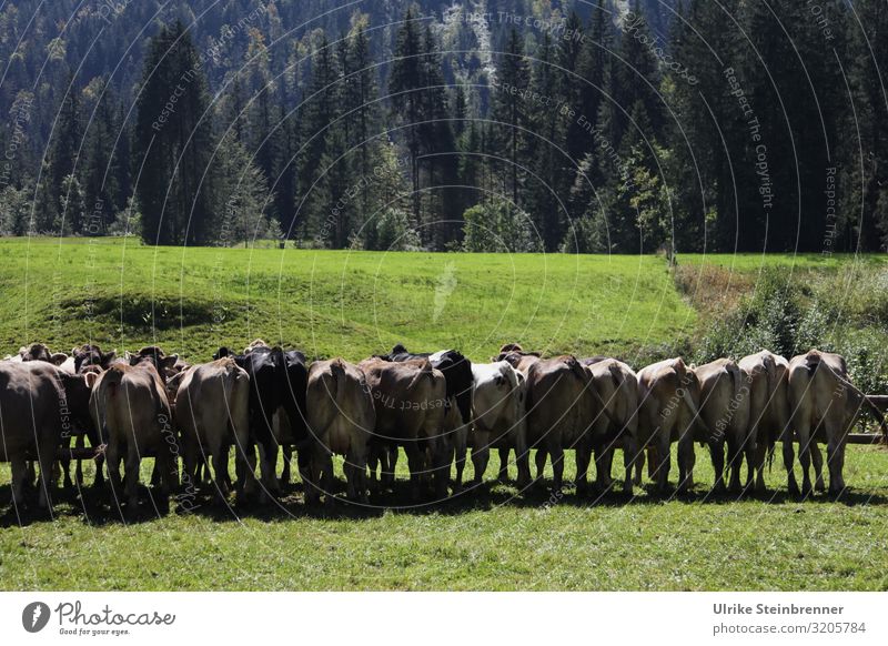 Kühe stehen nach Almabtrieb in einer Reihe auf der Wiese Umwelt Natur Landschaft Pflanze Herbst Gras Alpen Berge u. Gebirge Tier Nutztier Kuh Tiergruppe Herde