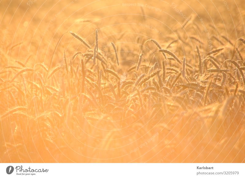Sommergold Natur Feld Kornfeld Ernährung anbau anbauen Getreide Getreidefeld nachhaltig Nachhaltigkeit nachhaltiger Lebensstil nachhaltiges Leben Ernte ernten