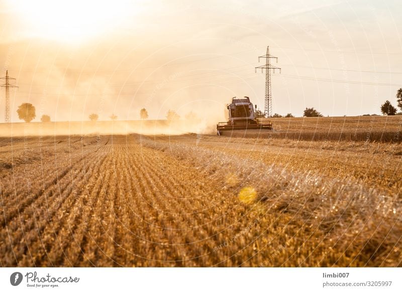 Mähdrescher Weizenernte Gemüse Sonne Natur Landschaft Pflanze Fahrzeug Traktor Wachstum Agronomie Feld Erntemaschine Maiserntemaschine Bauernhof Feldfrüchte