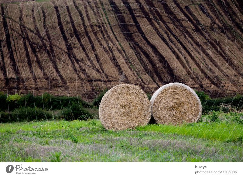 zu viel Gülle Landwirtschaft Forstwirtschaft Herbst Klimawandel Feld Güllewagen authentisch dreckig dunkel braun gelb grün schuldig gefährlich Hemmungslosigkeit