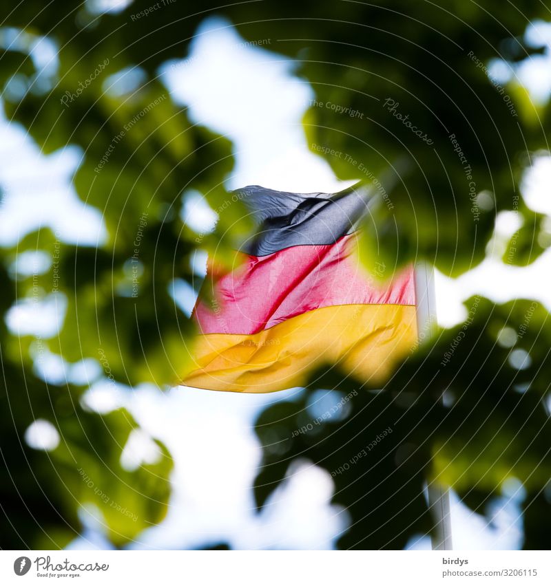 Zahnlos,versteckt, verhalten Sommer Klimawandel Wind Blatt Grünpflanze Ast Deutschland Deutsche Flagge Fahne entdecken authentisch gold rot schwarz