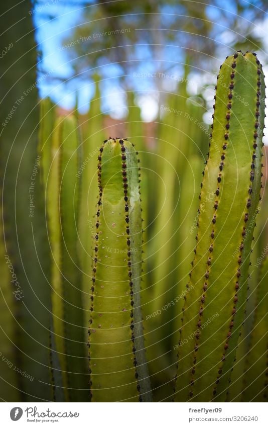 Detail eines grünen Kaktus mit mehr von ihnen im Hintergrund Design exotisch schön Leben Garten Dekoration & Verzierung Natur Pflanze Sand Blume Blatt