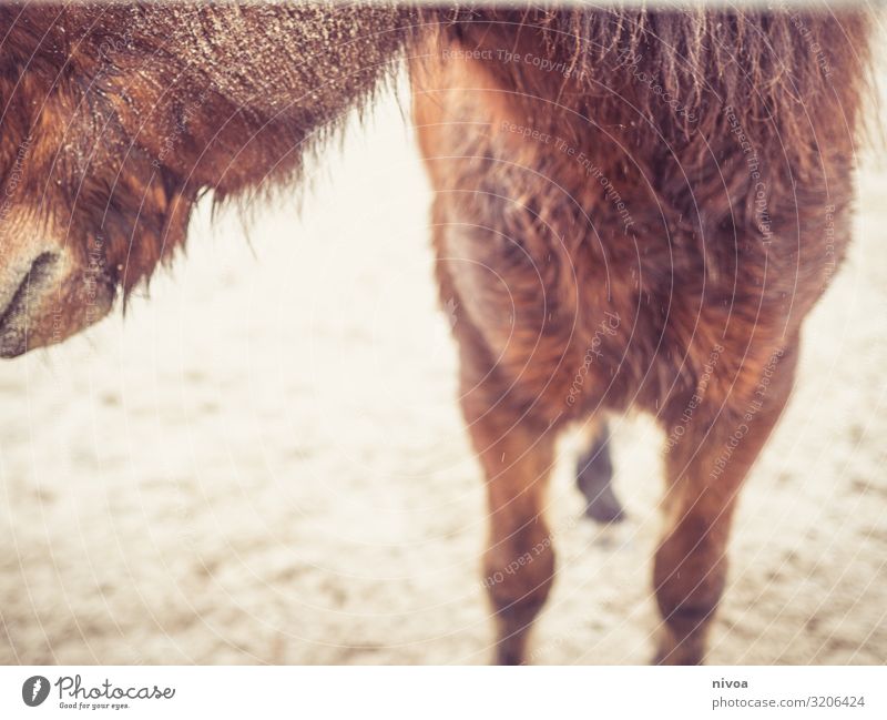 Islandpferd Wohlgefühl Reiten Natur Herbst Wetter Platz Pferd Island Ponys 1 Tier Fressen Kommunizieren Blick stehen frech frei Freundlichkeit Fröhlichkeit