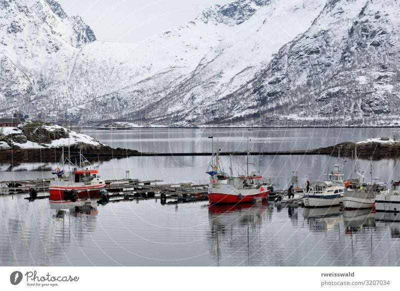 Fischerboote - schwimmender Ponton. Sildpolltjonna-Lofoten-Norwegen-130 Lebensmittel Meeresfrüchte Ferien & Urlaub & Reisen Tourismus Ausflug Sightseeing Insel