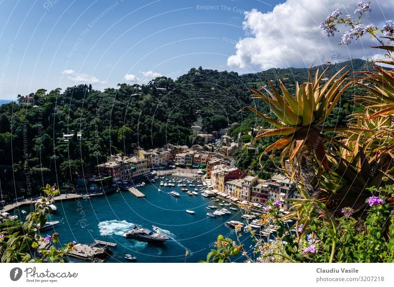Portofino, vom Schloss Braun aus gesehen Ferien & Urlaub & Reisen Tourismus Ausflug Sightseeing Sommer Sommerurlaub Sonne Pflanze Agave Bootsfahrt Jacht