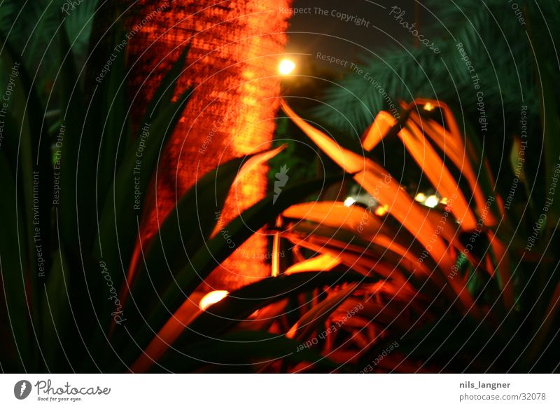 palme in dubai Palme rot Lampe grün Nacht Dubai verschmorren Farbe