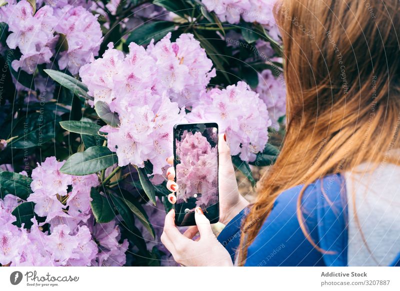 Frau stellt blühende Blumen dar fotografierend Garten Blütezeit Bild Smartphone reisen Schottland Sommer Foto Fotokamera Technik & Technologie Frühling rosa