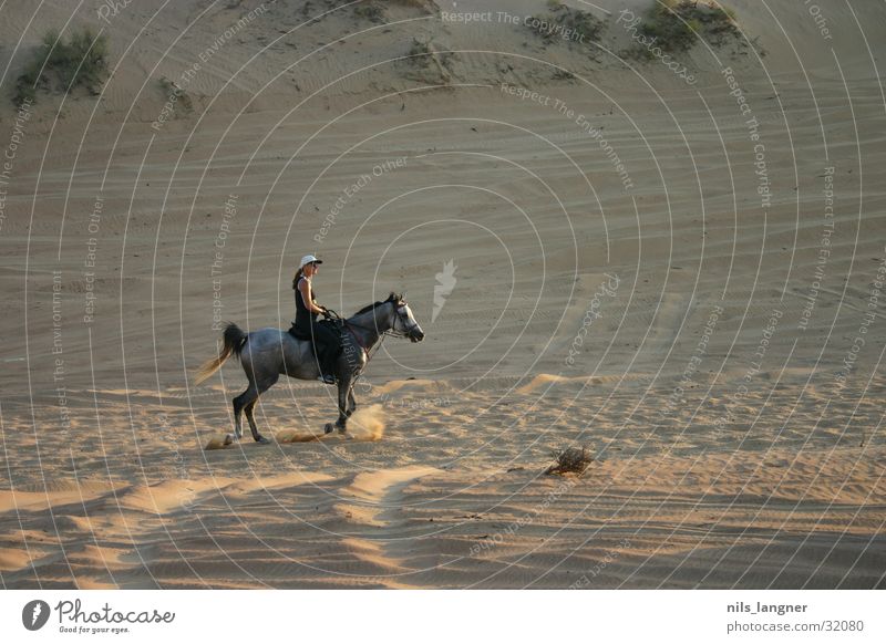 Die Wüste lebt Pferd Dubai Araber Reiter Sand