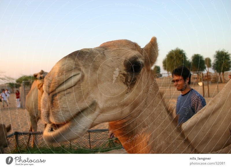 Kamele in Dubai 2 Nahaufnahme Himmel grinsen Wüste