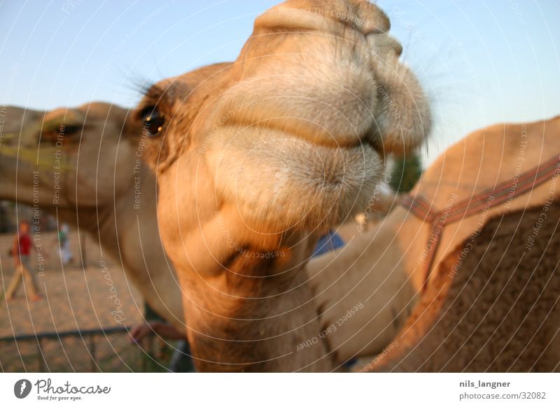 kamele in dubai Kamel Nahaufnahme Himmel grinsen Wüste