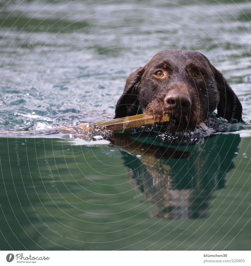 Wassersport Jagd Tier Haustier Hund Tiergesicht Fell Deutsch Drahthaar Jagdhund 1 Bewegung festhalten hören Schwimmen & Baden Freundlichkeit nass sportlich