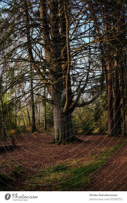 Großer Baum im Herbstwald Umwelt Natur Landschaft Pflanze Schönes Wetter Park Wald atmen Erholung stehen dehydrieren natürlich braun ruhig Einsamkeit Netzwerk