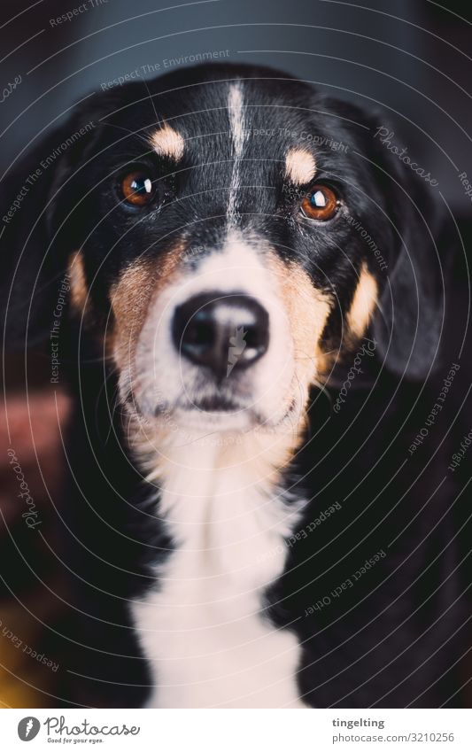 Diese Augen Tier Haustier Hund 1 beobachten glänzend Häusliches Leben braun schwarz Berner Sennenhund Treibhund Arbeitshund Hundenase schön betteln Liebe Fell