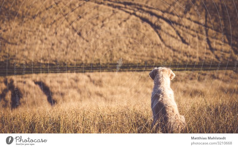 Golden Retriever schaut auf die Felder Umwelt Natur Landschaft Herbst Tier Haustier Hund 1 beobachten sitzen warten Unendlichkeit natürlich braun Tierliebe