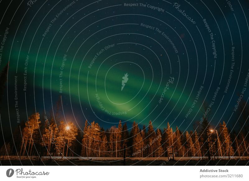 Nordlicht über Nadelbäumen Wald Nacht Konifere Himmel Finnland Landschaft atmosphärisch Saison sternenklar Abend niemand schön erstaunlich wunderbar Baum polar