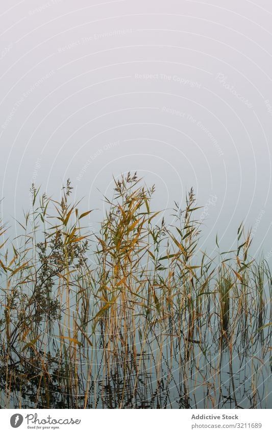 Getrocknete Pflanzen im Sumpf Sumpfgebiet Wasser Nebel Wachstum trocknen Finnland Landschaft Natur See Teich Flora Vegetation Dunst vage Umwelt Ökologie niemand