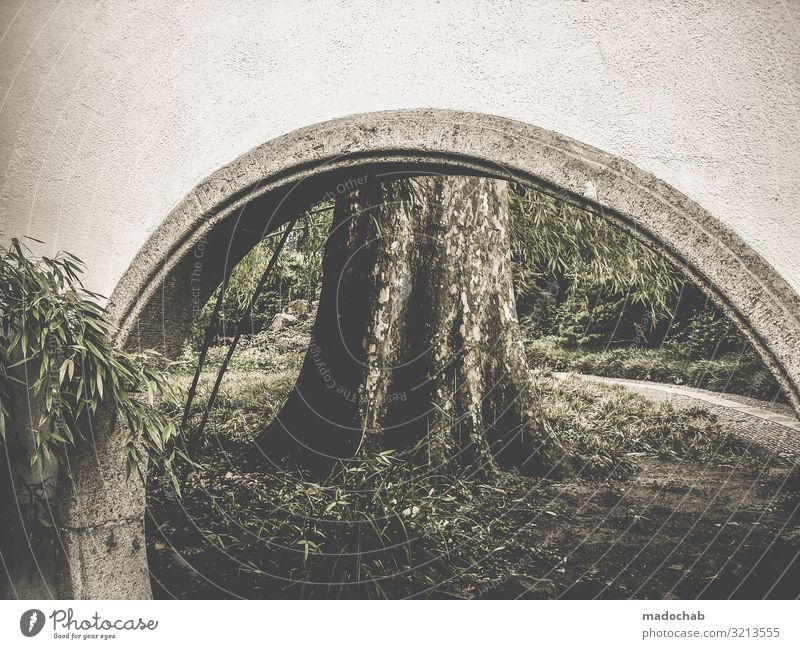 Torbogen vor einem Baumstamm Natur Brücke Kontrast Umwelt Bambus Chinesischer Garten Park Landschaft Menschenleer Außenaufnahme Pflanze Farbfoto Wald Tag grün